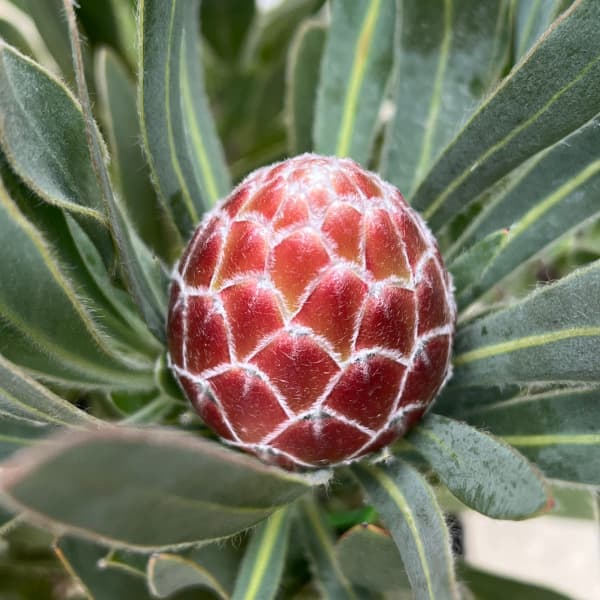 園芸ネット本店｜[ザ・ファームセレクト]プロテア：ポッサムマジック7