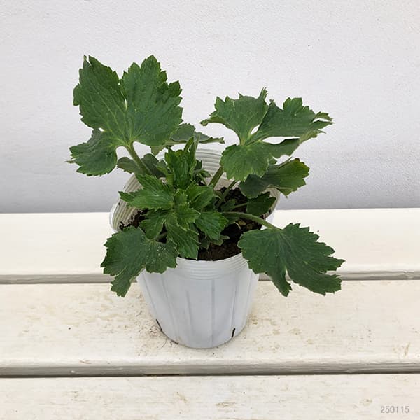 園芸ネット本店｜ラナンキュラス：サラセレネ エヴァンジェリン3.5-4号