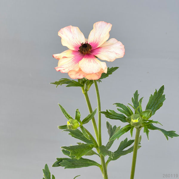 園芸ネット本店｜ラナンキュラス：サラセレネ エヴァンジェリン3.5-4号