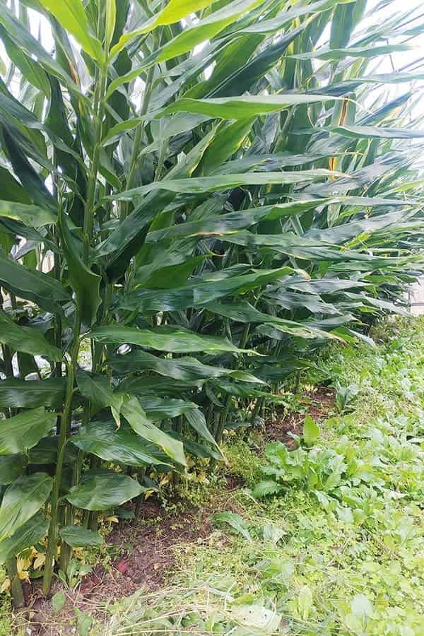 園芸ネット本店｜ミョウガ：ジャンボみょうが3.5号ポット 2株セット の