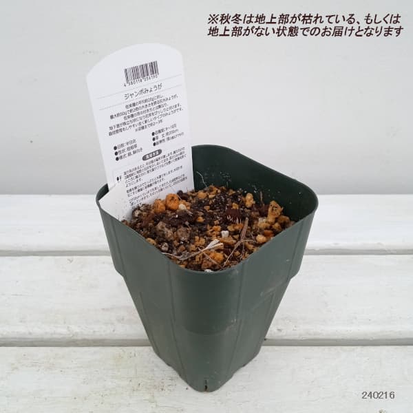 園芸ネット本店｜ミョウガ：ジャンボみょうが3.5号ポット 2株セット の