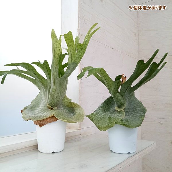 園芸ネット本店｜ビカクシダ（コウモリラン）：グランデ 4号鉢植え の