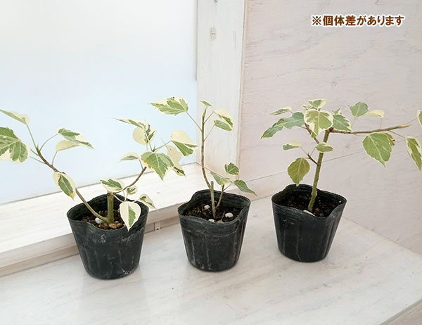 園芸ネット本店｜フィカス：ランフィー（ルンフィー）斑入り 3号ポット