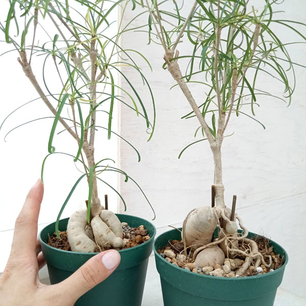 園芸ネット本店｜ユーフォルビア：ヘディオトイデス 3号 の通販【公式】