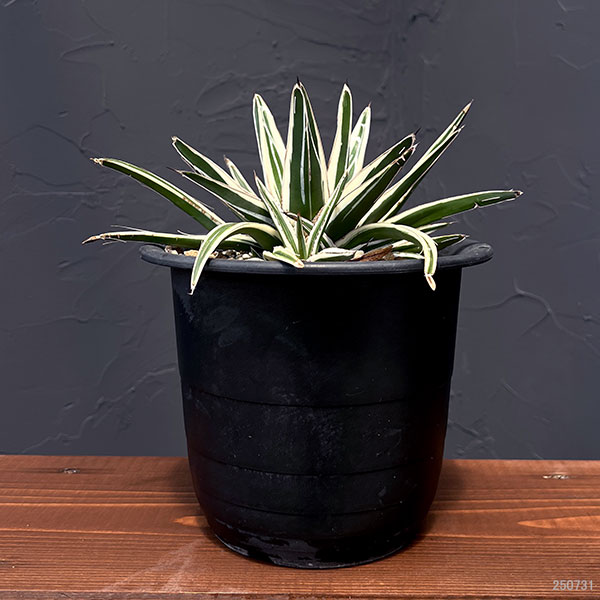 園芸ネット本店｜[ザ・ファームセレクト]アガベ：氷山（ビクトリア