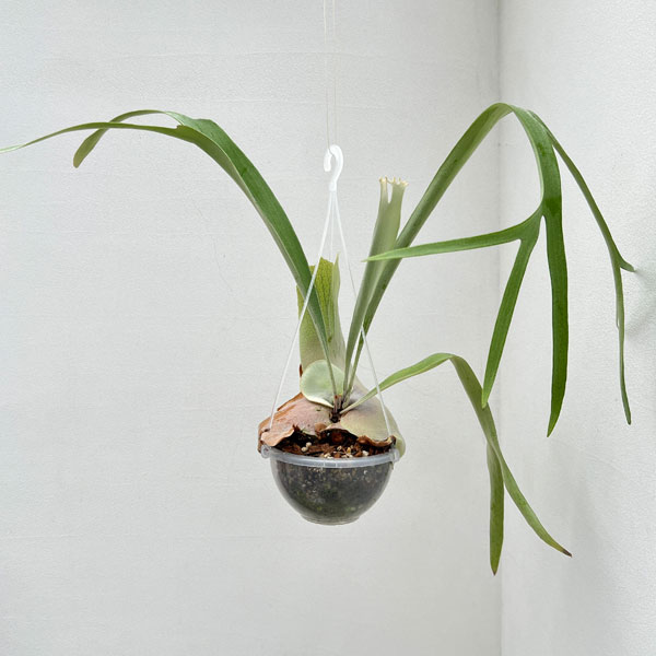 園芸ネット本店｜ビカクシダ：スリボウ(willinckii x veitchii cv