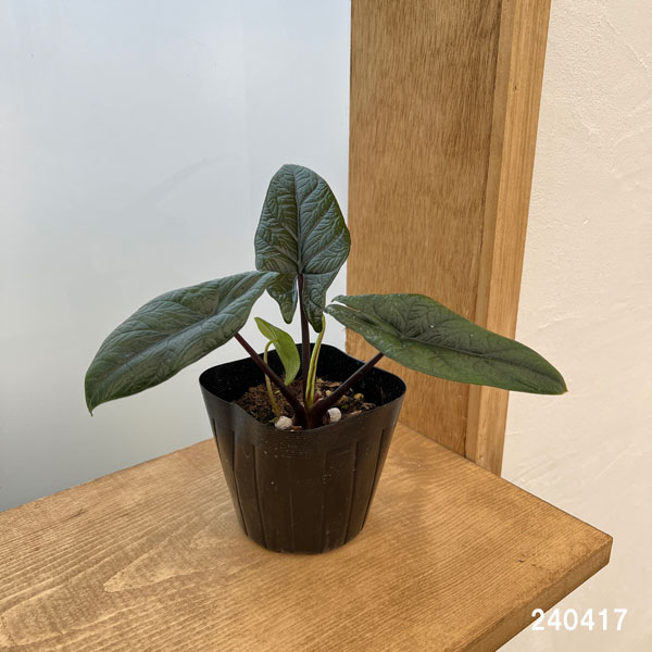 園芸ネット本店｜アロカシア：スカルプラム 3号ポット の通販【公式】