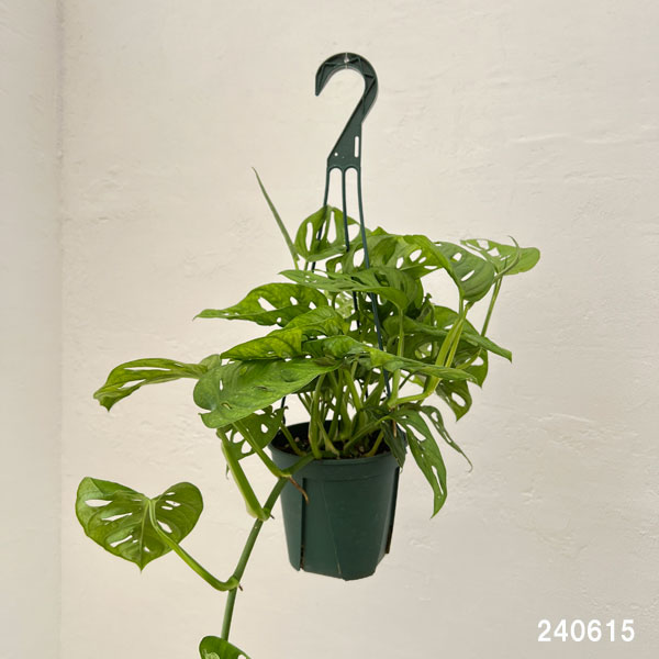 園芸ネット本店｜モンステラ：オブリクア 5号吊り鉢 の通販【公式】