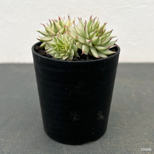 園芸ネット本店｜センペルビウム：メッテニー錦 2.5号 の通販【公式】