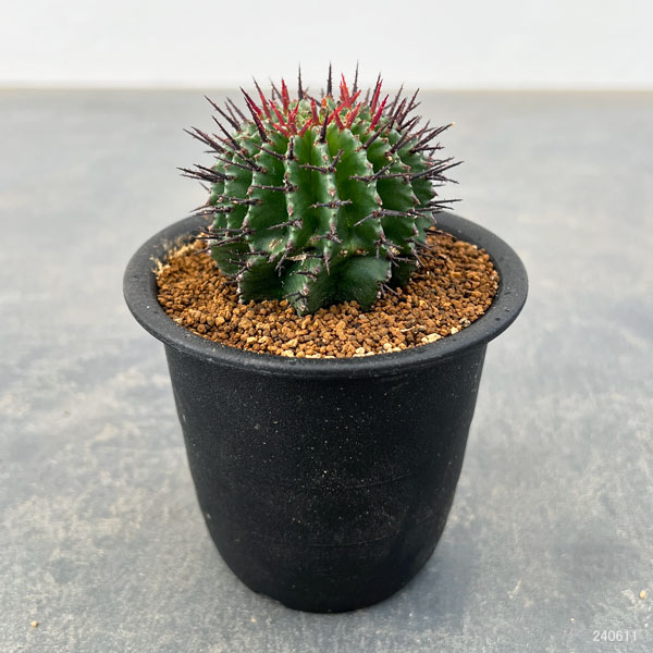 園芸ネット本店｜ユーフォルビア：ポリゴナ 3号鉢 の通販【公式】