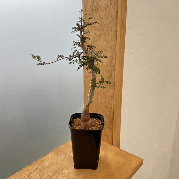 園芸ネット本店｜[ザ・ファームセレクト]オペルクリカリア：デカリー