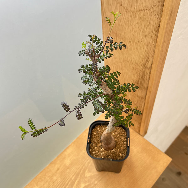 園芸ネット本店｜[ザ・ファームセレクト]オペルクリカリア：デカリー