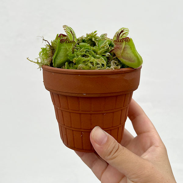 園芸ネット本店｜セファロタス：フォリキュラリス ハマース ジャンボ 3