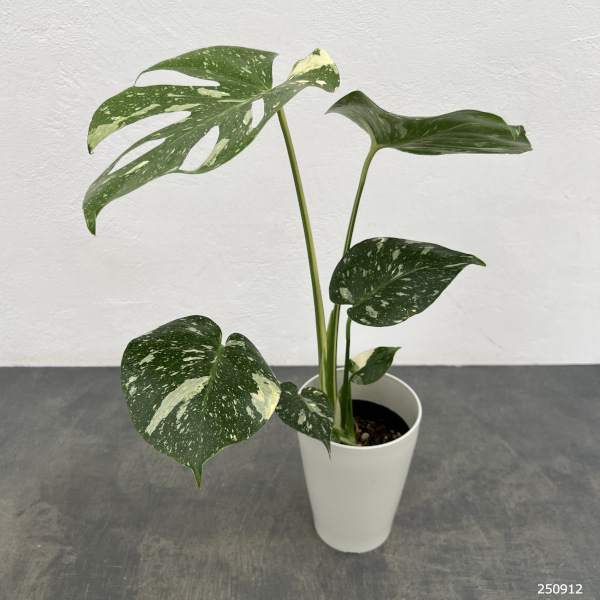 園芸ネット本店｜モンステラ：タイコンステレーション（散斑）4号鉢