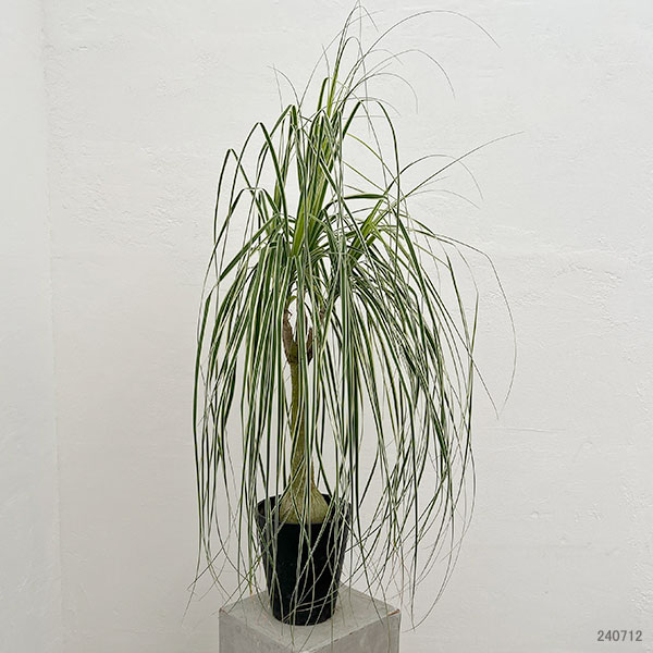 園芸ネット本店｜トックリラン（斑入り） 6号24-01 の通販【公式】