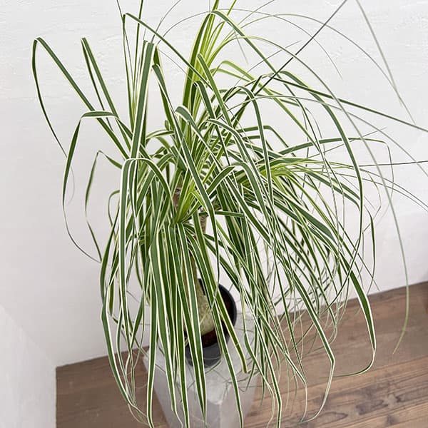 園芸ネット本店｜トックリラン（斑入り） 6号24-01 の通販【公式】