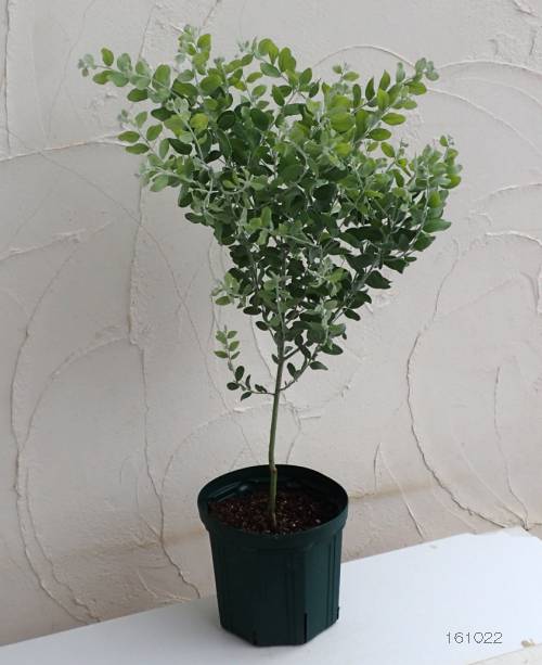 園芸ネット本店｜アカシア：パールアカシア7号鉢植え の通販【公式】