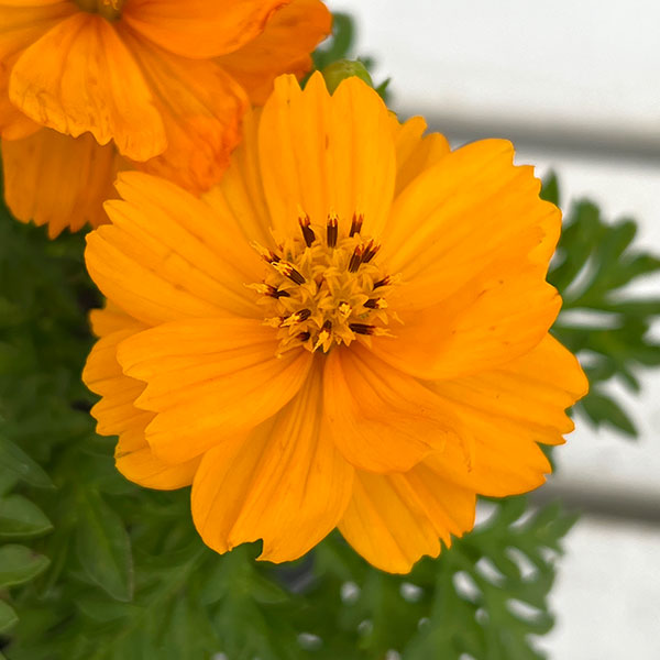 園芸ネット本店｜[送料無料]キバナコスモス(黄花コスモス)：ロード