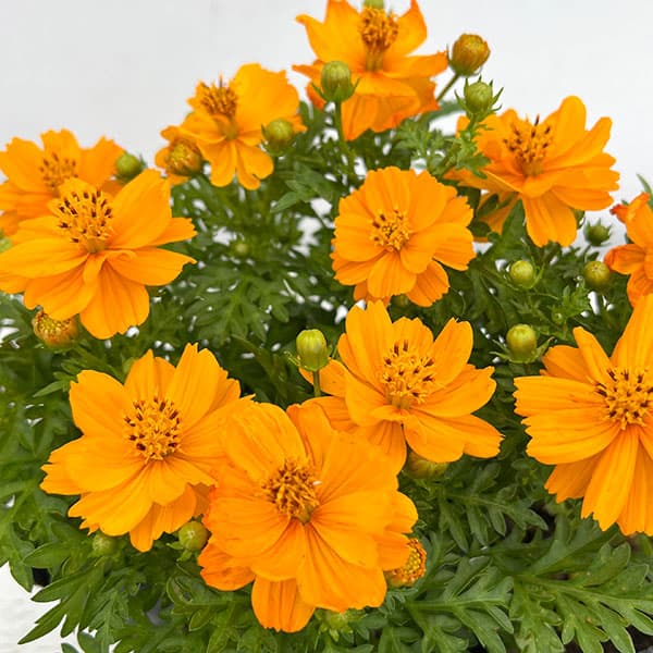 園芸ネット本店｜[送料無料]キバナコスモス(黄花コスモス)：ロード