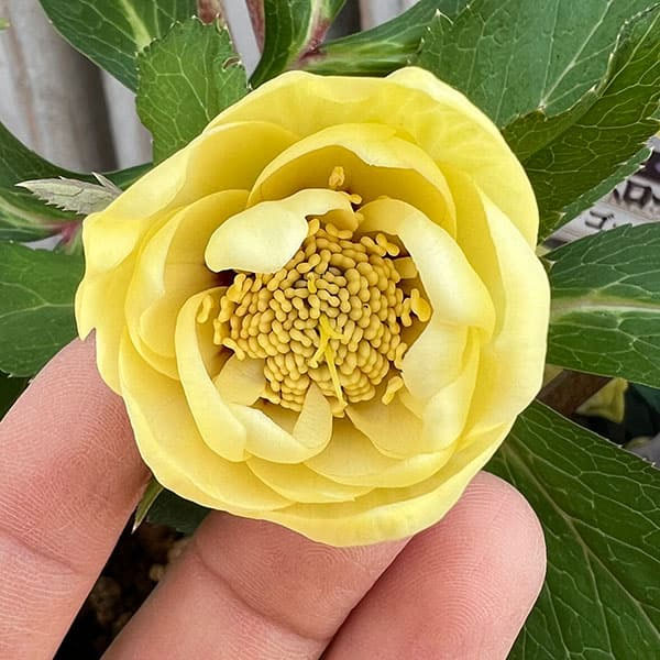 園芸ネット本店｜杉光園芸さんのクリスマスローズ：ダブルゴールド24