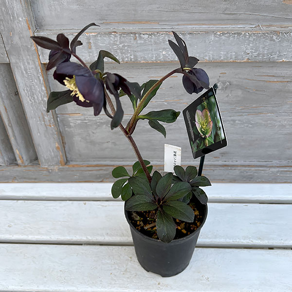 園芸ネット本店｜クリスマスローズ：スウィングシングル24-07写楽／1L