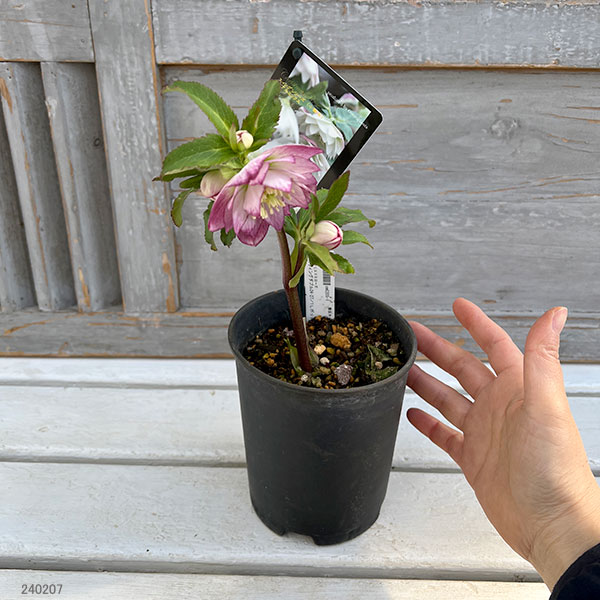 園芸ネット本店｜クリスマスローズ：スウィングダブル24-27／1Lポット