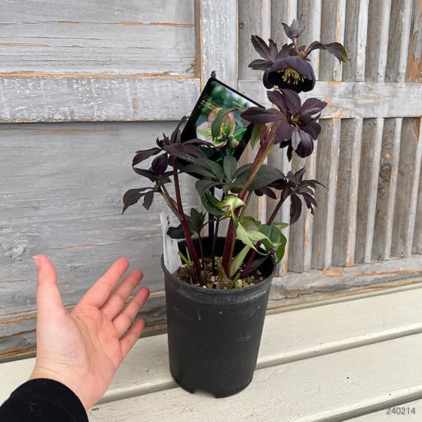 園芸ネット本店｜クリスマスローズ：スウィングシングル24-11写楽／1L