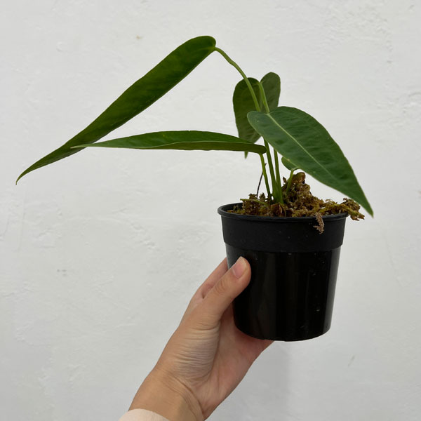 園芸ネット本店｜[ザ・ファームセレクト]アンスリウム：ワロクアナム