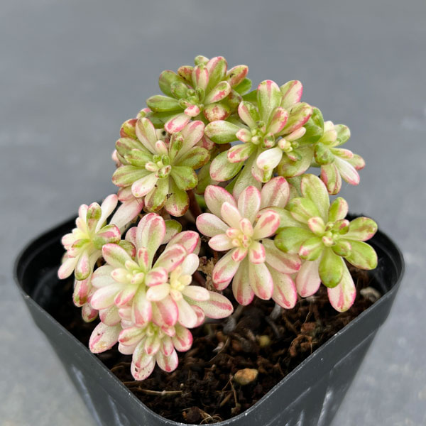 園芸ネット本店｜アエオニウム：小人祭錦 2号ポット の通販【公式】