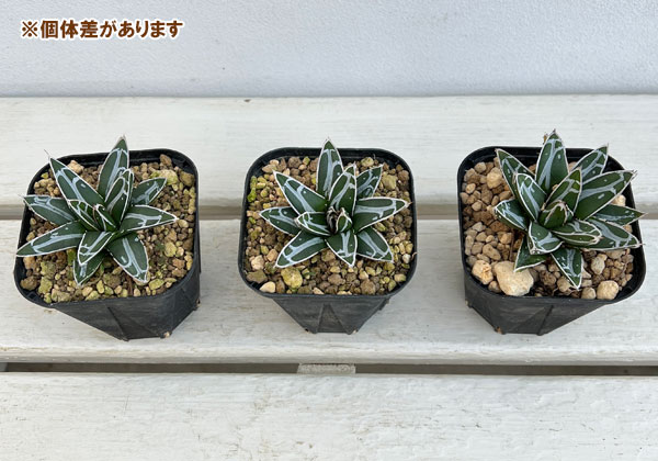 園芸ネット本店｜アガベ：ダルマ笹の雪 3号ポット の通販【公式】