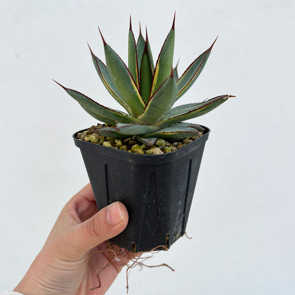 園芸ネット本店｜アガベ：バーントバーガンディ（黄覆輪）3号ポット の