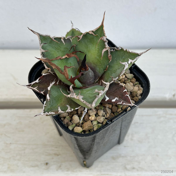 園芸ネット本店｜アガベ：チタノタ シーザー 3.5号ロングポット の通販