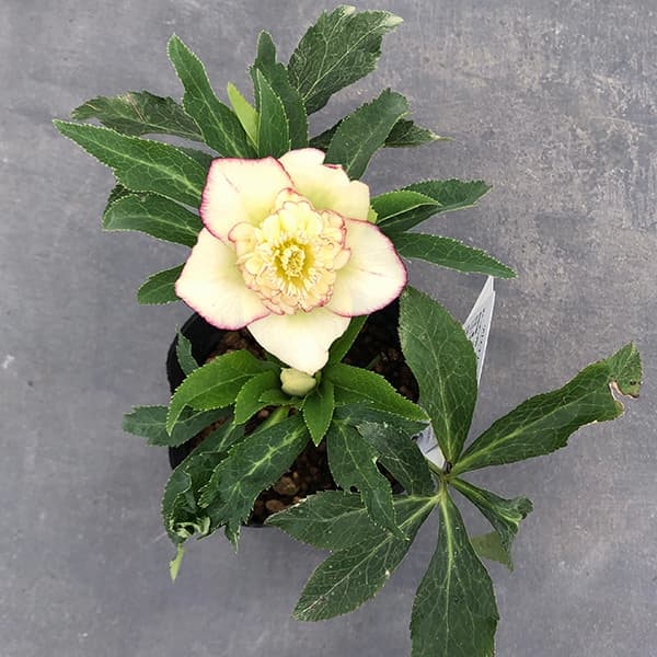 園芸ネット本店｜曽田園芸さんのクリスマスローズ：25-01多弁