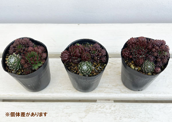 園芸ネット本店｜センペルビウムsp 6.5cmポット の通販【公式】