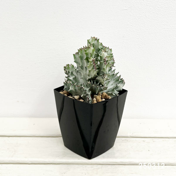 園芸ネット本店｜ユーフォルビア：ラクティアホワイトゴースト綴化