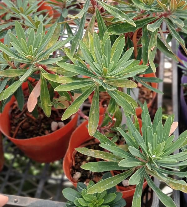 園芸ネット本店｜ユーフォルビア：マーティ―コンパクタ4号ポット の