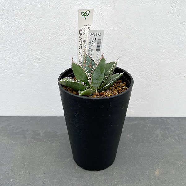 園芸ネット本店｜アガベ：チタノタ 南アフリカダイヤモンド 3.5号