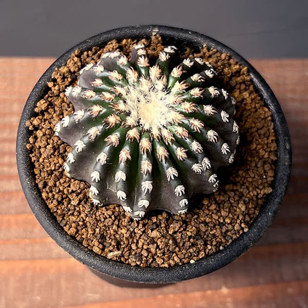 園芸ネット本店｜サボテン：ディスコカクタス ホルスティ 2.5号鉢植え