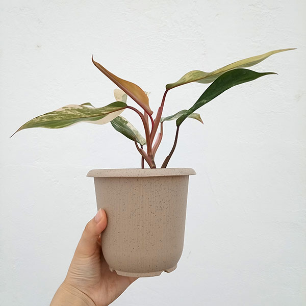 園芸ネット本店｜フィロデンドロン：ストロベリーシェイク 4号24-01 の