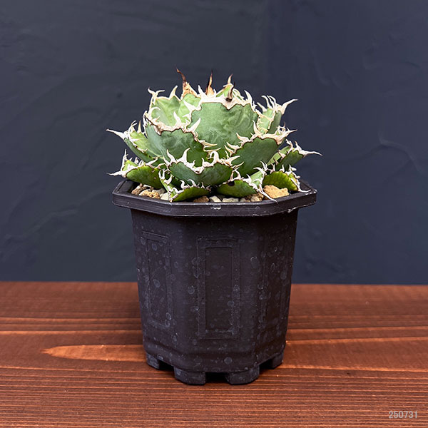 園芸ネット本店｜アガベ：チタノタ フィリグリー 3号鉢植え の通販【公式】