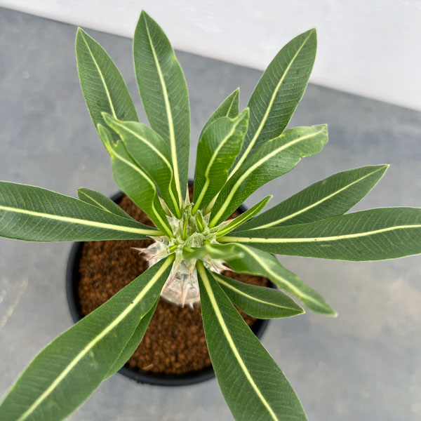 園芸ネット本店｜パキポディウム：ホロンベンセ 3号鉢植え** の通販