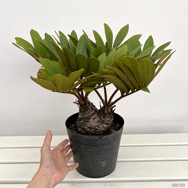 園芸ネット本店｜ザミア：フルフラセア 7号鉢植え25-01 の通販【公式】