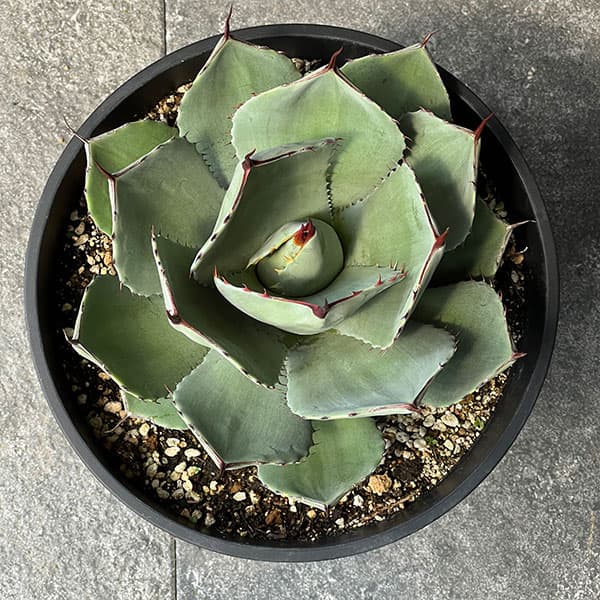 園芸ネット本店｜アガベ：パリートルンカータ 8号鉢植え の通販【公式】