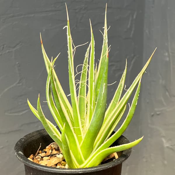 園芸ネット本店｜アガベ：ムルチフィリフェラ スターシャイン 3号