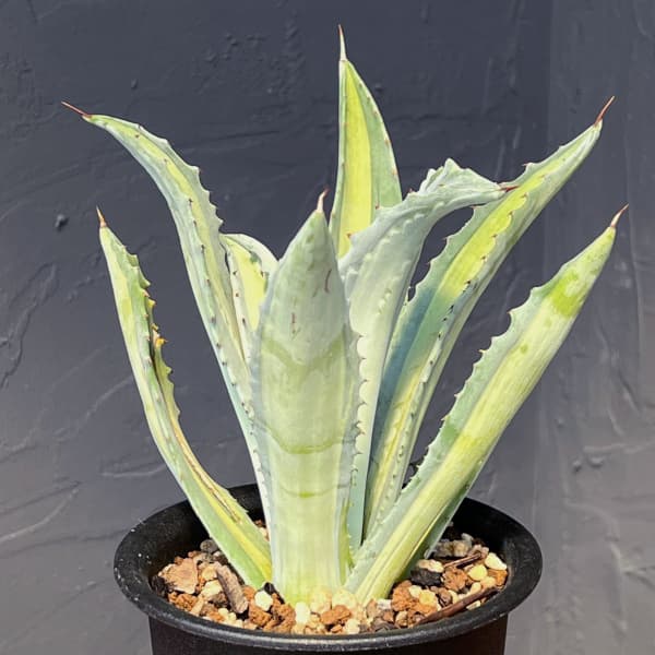 園芸ネット本店｜アガベ ：アメリカーナ エクスパンサ パリーダ 3.5号