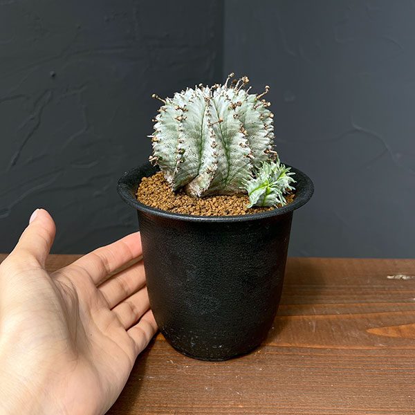 園芸ネット本店｜ユーフォルビア：ホリダ（実生セレクト株） 3.5号