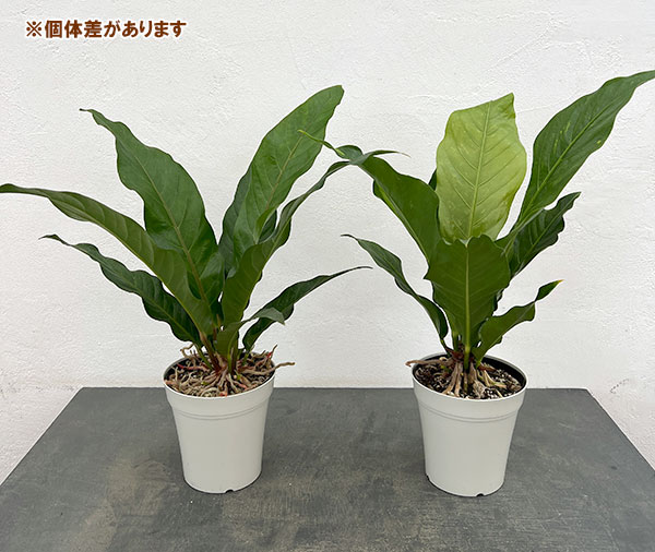 園芸ネット本店｜アンスリウム：ジャングルキング 5号ポット の通販