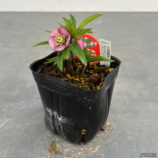 園芸ネット本店｜横山園芸さんのクリスマスローズ：プチドール25-09