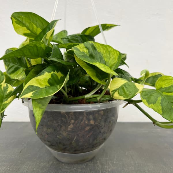 園芸ネット本店｜ポトス：エメラルド 6号吊り鉢（ネガミエルエアー