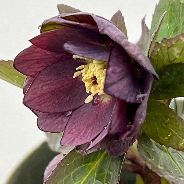 園芸ネット本店｜○クリスマスローズ（原種交配種）：デュメトルム交配